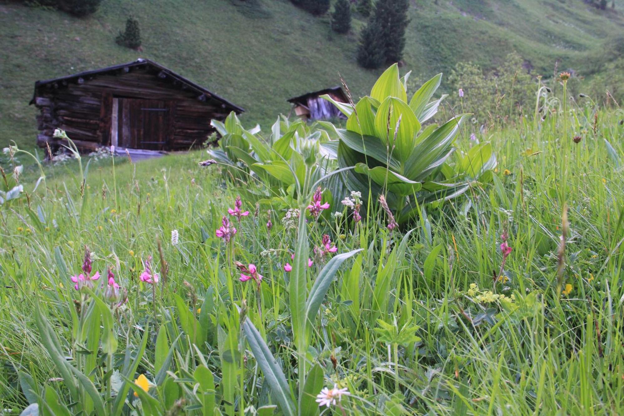 Pension Merisana Corvara In Badia Exterior photo